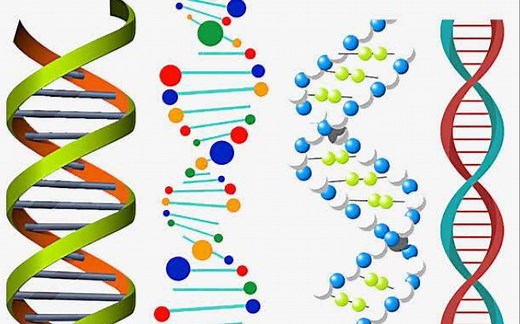 什么是DNA的左手螺旋和右手螺旋？