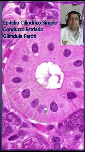 🔬 *Epitelio Cilíndrico* Forma del tejido epitelial🔬