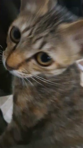 Never sit on my paper!!! #cats #catvideos #cute #shorts #shortvideo #funny #pets