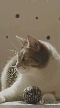 Meet the American Curl: Nature’s Cutest Cat! #AmericanCurl #Cat #WildlifeDocumentary #KittenLove