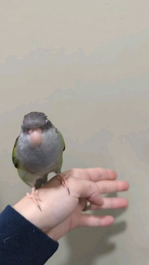 Pip says pardon my pin feathers 🙊 #sierraparakeet | Seguin’s Parrotlets and Pets