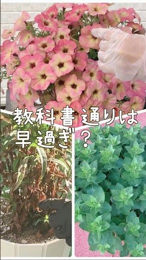 【悩む】初夏の切り戻し！寒冷地ガーデニング、教科書通りは早過ぎる？