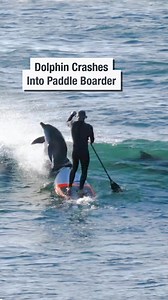 584K views · 15K reactions | Dolphin Crashes Into Paddle Boarder | Wrestling News | Facebook