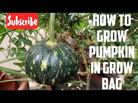 How To Grow Pumpkin In Grow Bag(Complete Guidance From Seeds To Harvest)