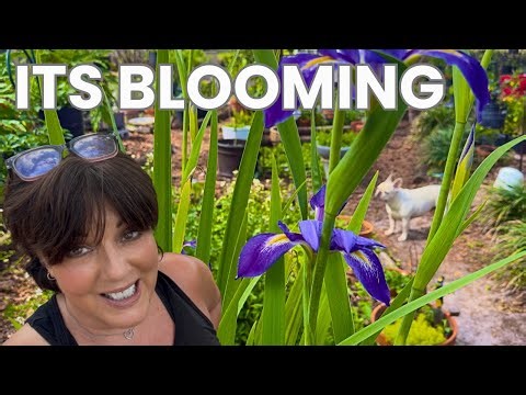 Florida Native Iris is Blooming! Raising Caterpillars & New Plant Haul | Zone 10a Vlog