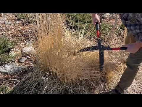 Cutting back Karl Foerster Grass, one of the most popular ornamental grasses in our landscapes.
