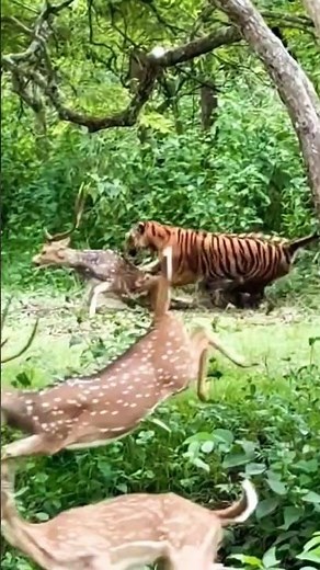 the big cats hunting deer 🦌#wildlife #animals #indiansafari #youtubeshorts #tiger #deer #viralreels