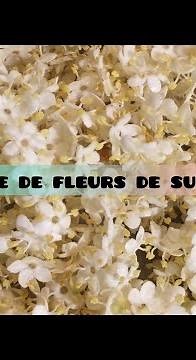 Gelée de Fleurs de Sureau