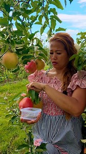Harvesting JONAGOLD APPLE 🍎 😋 ang sarap nya mga langga promise #highlightseveryone #followerseveryone #CHERELYHAUCK #fruitlover #europe #germany | Hauck L Cherely