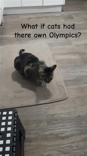 I'm entering Lilly in the cat Olympics. 🤭❤ #cute #Olympics #funny #olympicgames #catentertainment