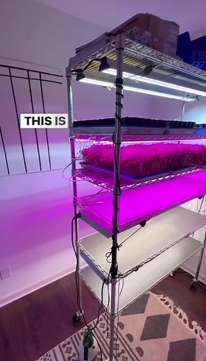 Indoor Greenhouse Grow Rack Setup for Seedlings and Microgreens