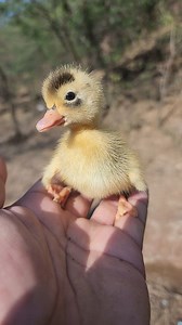 Baby Duckling First Sweet Sounds 🐥📹 #ducklings #duckling #ducksofinstagram #ducks #ducklife #mallard #ducklove #quack #PetDucks #Wildlife #NatureGram #CuteAnimals #babyduck, #duckseason #ducksunlimited #waterfowl #birdsofinstagram #animal #ducklover #duckies #babyduck #CuteAnimals | I Love Pets