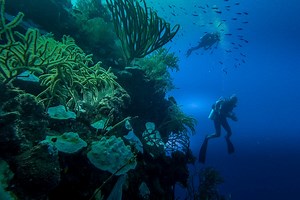 Wall diving in the Turks and Caicos: a glimpse of the abyss | Atlas & Boots