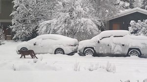 127K views · 1.2K reactions | When the mice are away the cats will...