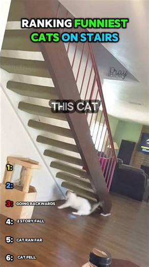 Funniest Cat Stair Fails EVER 🐱💀