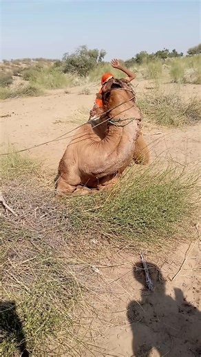 فتاة على ظهر الجمل ولحظة خوف مفاجئة في صحراء سيركلي