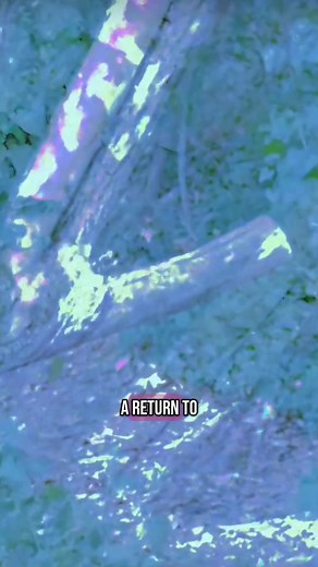 New visual up- Belonging 🌸🎀🐏 NOW ON THE BIG VIDEO SITE ✨u can find konbini in a variety of places For example Spotify and the lake and such Konbini now konbini forever konbinibinibini blah blah nobody reads these things I like tasty snacks