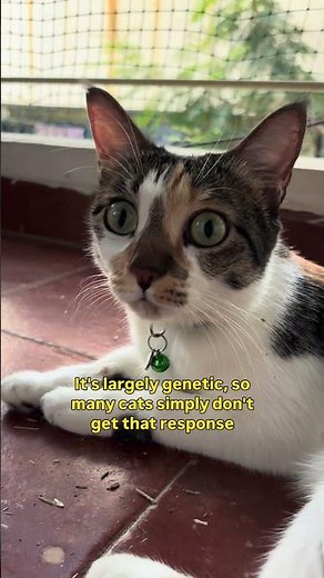 Catnip Explained! 🌿😻