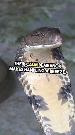 Can your Ball Python live to be 30? #BallPythonCare