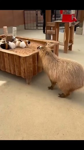 1.3K views · 31 reactions | Capybara Vs Guinea pig  #guineapig #guineapigs #guineapiglove #guineapiglovers #petstagram #petsofinstagram #cavy #cute #guineapiggy #cavylove #cavylovers #viralreelsシ #fypシviralシ2024 | Michelle E. Cantu | Facebook