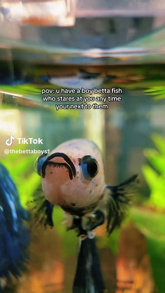 Understanding Betta Fish Affection and Behavior