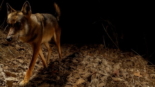 A wolf caught on my DSLR camera trap
