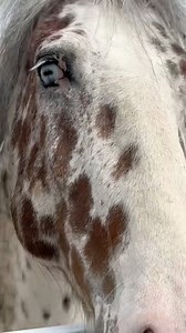 Blue Eyed Dream #horsevideo #friesiansporthorse #leopardappaloosa | Decadent Colored Sport Horses