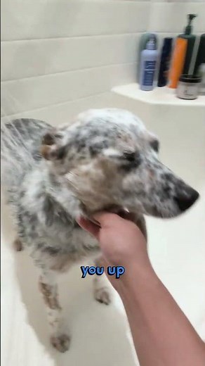 I Tried to Bathe My Dog… She Said NOPE 🛁🐶