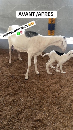 🐑 L’histoire d’un petit Ladoum qui a refusé d’abandonner… À sa naissance, ce magnifique agneau Ladoum a commencé sa vie avec une difficulté qui nous a beaucoup inquiétés. Ses deux pattes avant étaient affaissées, l’empêchant de se tenir correctement debout et de marcher comme les autres nouveau-nés. Au début, nous avons pensé qu’il s’agissait d’une faiblesse passagère, peut-être liée à une probable carence ou simplement au temps nécessaire pour qu’il prenne des forces. Nous avons donc décidé de