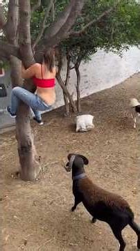 The Ram Really Said 'Not on My Watch!' 🐏😤