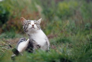 12 Variationen über den Flohwalzer