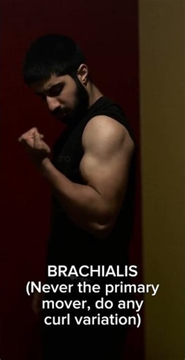 How the Bicep And Elbow Flexors Actually Work ⬇️