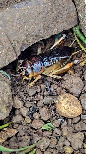 The Sound of Rivalry: Two Male Crickets Compete for Territory