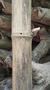 184K views · 580 reactions | Bambu combong keluar semut | Pring Petuk | Facebook