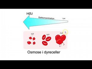 Osmose og diffusion
