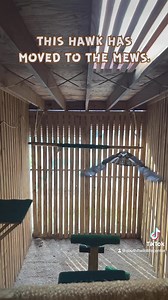 It’s Trivia Tuesday! 👇🏼 A group of hawks is called a what? During migration season, hawks, like this Broad-winged hawk, will migrate in flocks called "kettles.” These groups can consist of thousands of raptors moving from South America to Central and North America, thinning in numbers as they continue north. This patient (23-6370) was found by a Deerfield Beach citizen unable to fly or lift his/her head. An intake exam showed no obvious injuries and a tail sheath was applied to help prevent fe