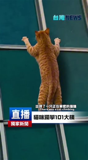 台灣之光！橘貓獨攀台北101大樓，成為世界話題，據報道，橘貓可能是受到了全球頂尖徒手攀登高手艾力克斯霍諾德（Alex Honnold）的啟發，相信貓咪也可以成為攀登101的世界第一貓！ Taiwan’s pride has gone viral after an orange cat was spotted climbing Taipei 101 on its own, turning the scene into a global talking point. According to reports, the cat may have been inspired by world-renowned free-solo climber Alex Honnold. Many online users joked that the orange cat could become the world’s first cat to conquer Taipei 101. #台北101 #alexhonnold #貓咪 #funnycat #台灣之光