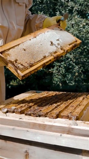 Essential Beekeeping Equipment for Beginners