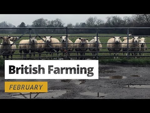 British Farming - 12 Months On A UK Farm: February
