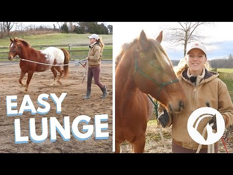 HOW TO TEACH A HORSE TO LUNGE 🐴