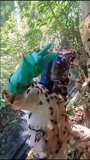 #honeybeesting #hornetnestremoval