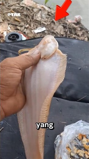 Inilah ikan yang menjadi saksi terbelahnya laut oleh nabi musa.❗#shorts
