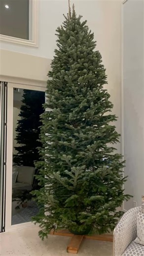 This Noble Fir is elegant, full, and made for homes with high ceilings and big holiday energy. The kind of tree that becomes the moment, the gathering place, the magic. 🎄 Fresh cut 🎄 Strong branches for ornaments 🎄 Delivery setup available Start the season with a centerpiece like this. CALL OR TEXT 949-945-4800 to reserve your tree. #RudysChristmasTrees #ChristmasTree #NobleFir FreshCut SoCalChristmas HolidayDecor ChristmasTradition OCChristmas SupportLocal HolidaySeason TreeLotMagic Christma