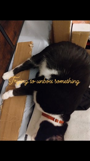 That looks like the perfect spot for me to lay down said Fiesty | Guerly Winza Joseph