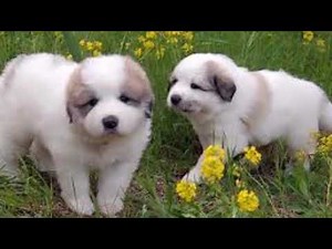 Pyrenean Mountain Dog Puppies