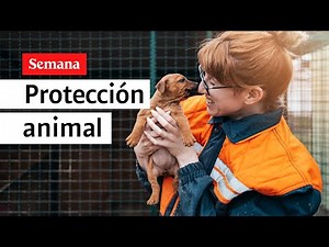 ¿Cómo garantizar la protección de los animales en Colombia?