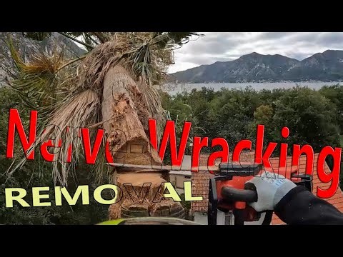 Nerve-wracking palm removal with Milwaukee m18 top-handle saw