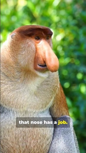 True Facts about Proboscis Monkey