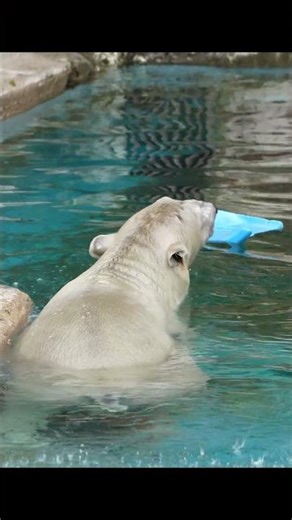 Polar Bear "Hochan" 11 swimming #zoo#polarbear