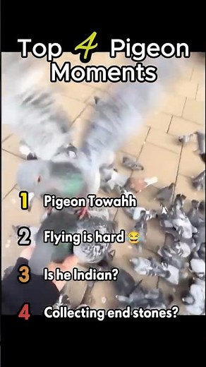Top 4 Funniest Pigeon Moments Ever